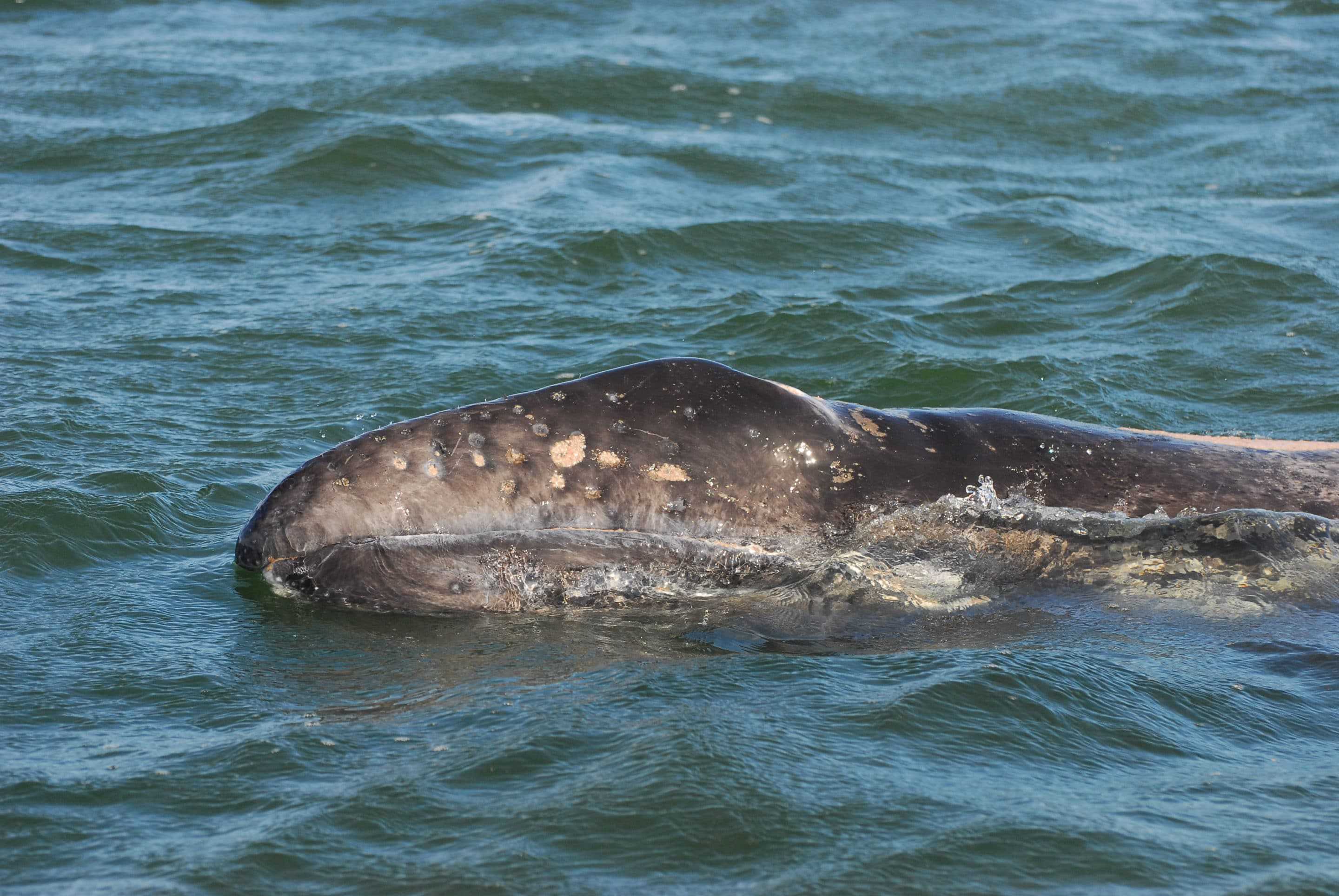 perlenfaenger.com Mexiko Baja California wale delfine 18 2