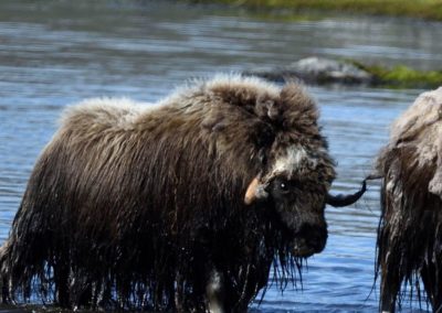 perlenfaenger.com Moschusochsen kanada torngat