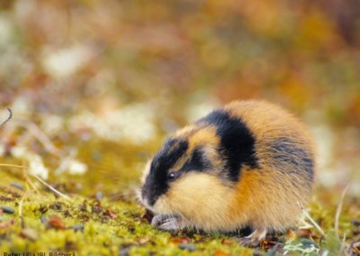 perlenfaenger.com Peter Lilja IBL Bildbyra Lemming sweden