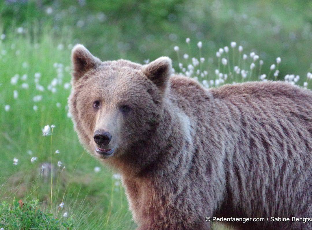 Schweden – im Reich der wilden Bären
