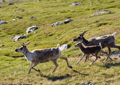 perlenfaenger.com Tor Lundberg IBL Bildbyra Reindeer sweden
