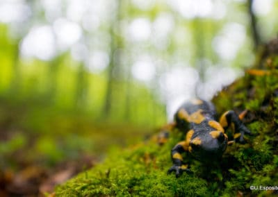 perlenfaenger.com Umberto Esposito italy abruzzen salamander