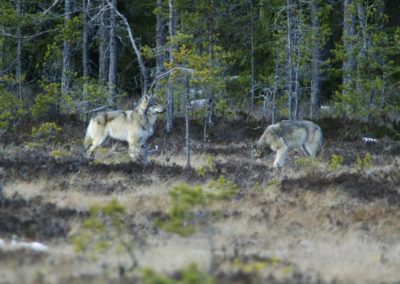 perlenfaenger.com Wolves in Sweden wolf
