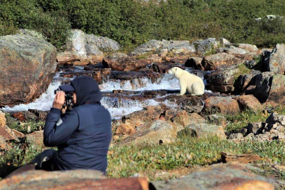 perlenfaenger.com alain lagacé kanada eisbaer torngat