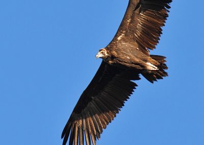 perlenfaenger.com andalusien iberische luchse puertobajo 3 1