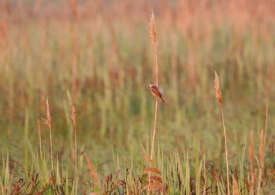 perlenfaenger.com aquatic warbler biebrza marshes nationalpark polen