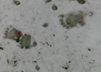 perlenfaenger.com baerenexkursion kantabrisches Gebirge spanien 5