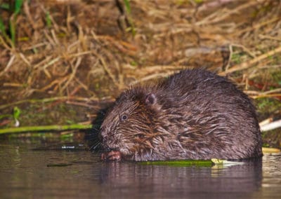 perlenfaenger.com beaver biebrza marshes lukasz