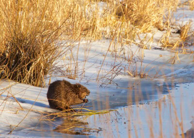 Białowieża Wald und Biebrza Sümpfe im Winter 18 perlenfaenger.com beaver biebrza marshes polen 3