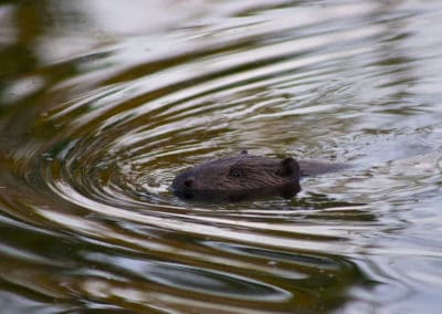 perlenfaenger.com beaver biebrza marshes polen