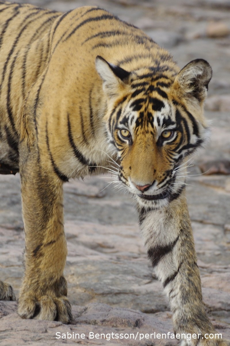 perlenfaenger.com bengalischer tiger indien naturreise