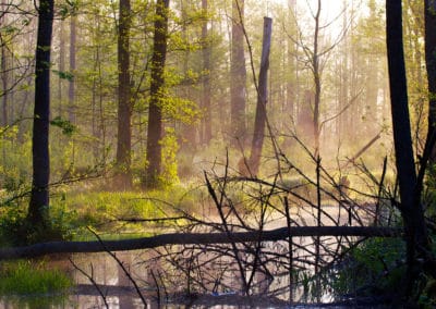 perlenfaenger.com bialowieza forest may Lukasz polen