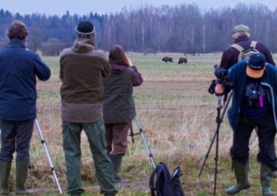 perlenfaenger.com bison 4 bialowieza forest april Lukasz