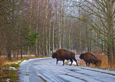 perlenfaenger.com bison 8 winter bialowieza forest Poland Lukasz