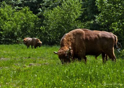 perlenfaenger.com bison eastern carpathians zenon wojtas