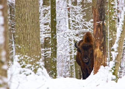 perlenfaenger.com bison 1 bialowieza forest Lukasz