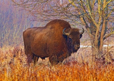 perlenfaenger.com bison 2 bialowieza forest february Lukasz