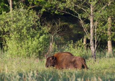 perlenfaenger.com bison bialowieza forest polen