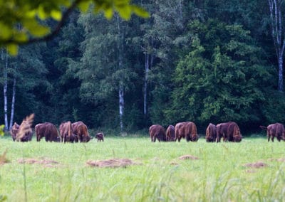 perlenfaenger.com bison wolf patrol bialowieza forest polen