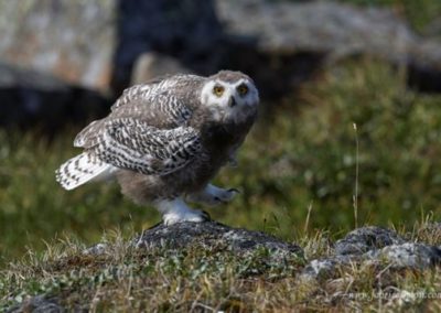 perlenfaenger.com biwakcamp nunavik kanada eisbaer Schnee Eulen