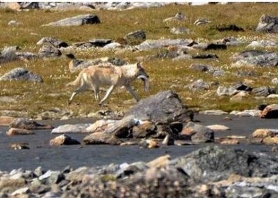 perlenfaenger.com biwakcamp nunavik kanada eisbaer Wolf