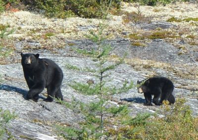 perlenfaenger.com biwakcamp nunavik kanada schwarzbaer