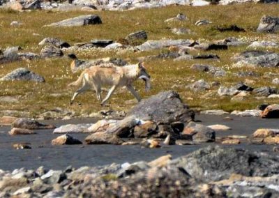 perlenfaenger.com biwakcamp nunavik kanada wolf