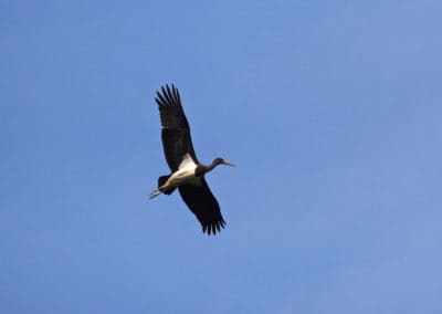 perlenfaenger.com black stork biebrza marshes polen