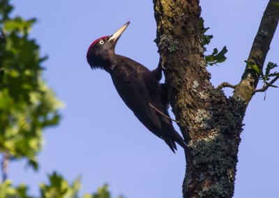 perlenfaenger.com black woodpecker bialowieza forest polen