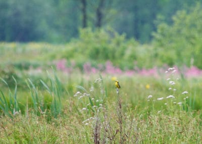 perlenfaenger.com citrine wagtail biebrza marshes polen