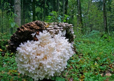 perlenfaenger.com coral tooth mushroom bialowieza forest polen
