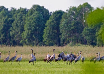 perlenfaenger.com cranes biebrza marshes polen