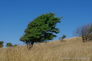 perlenfaenger.com daenemark naturreise 39