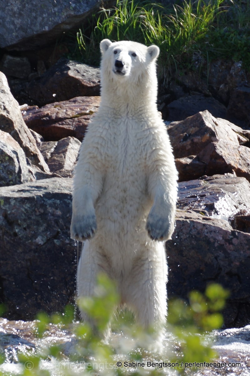 perlenfaenger.com eisbaer kanada biwak safari torngat 2 1