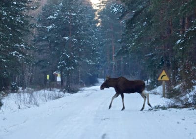 perlenfaenger.com elch elk moose biebrza marshes polen
