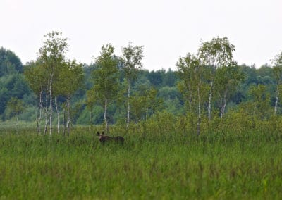 perlenfaenger.com elch elk moose biebrza polen
