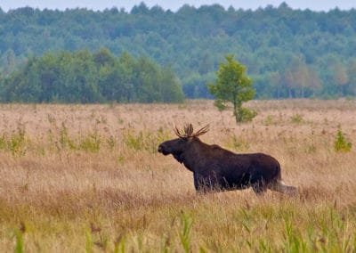 perlenfaenger.com elk moose biebrza marshes poland