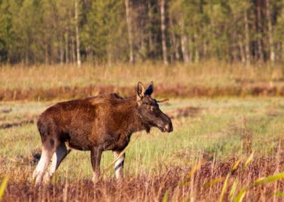 perlenfaenger.com elk moose biebrza marshes elch polen