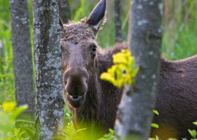 perlenfaenger.com elk moose biebrza marshes nationalpark polen