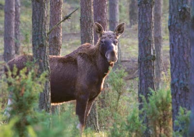 perlenfaenger.com elk moose biebrza marshes polen