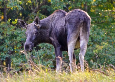 perlenfaenger.com elk moose biebrza polen