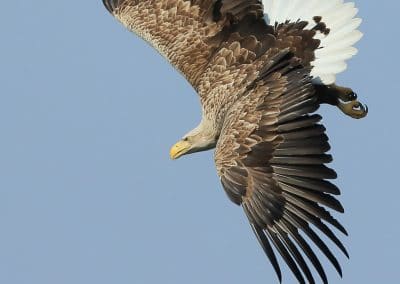 perlenfaenger.com europa naturreise adler rothirsche polen 10