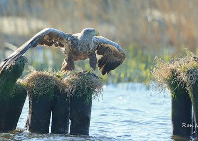 perlenfaenger.com europa naturreise adler rothirsche polen 22