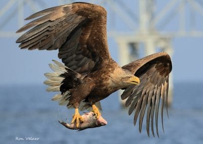 perlenfaenger.com europa naturreise adler rothirsche polen 23