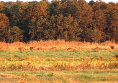 perlenfaenger.com europa naturreise adler rothirsche polen 7