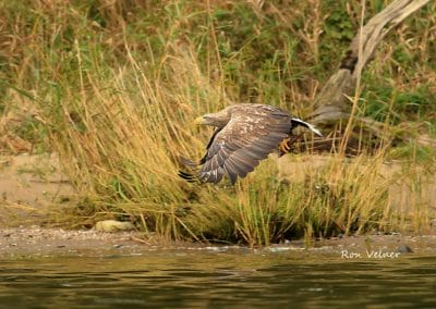 perlenfaenger.com europa naturreise adler rothirsche polen 8