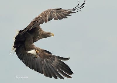 perlenfaenger.com europa naturreise adler rothirsche polen 9