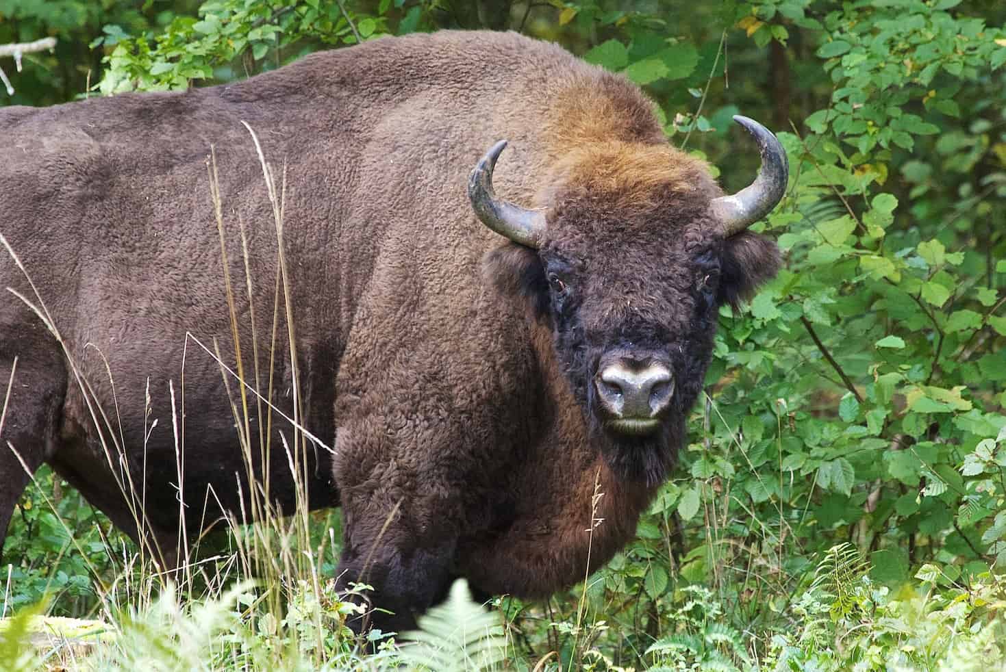 perlenfaenger.com european bison bialowieza forest polen