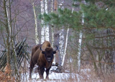 perlenfaenger.com european bison winter bialowiezaforest polen