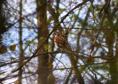 perlenfaenger.com hazel grouse hazelhen bialowieza forest polen